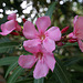 Oleander Bloom (6724)