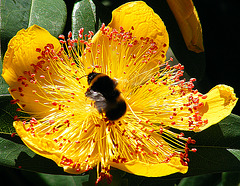 Bee on Wort