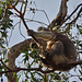 Otway koala