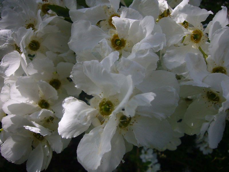 unbekannte Blüten in weiß