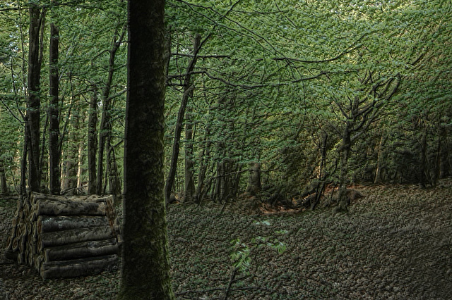 Holzstapel im Wald