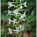 Platanthera bifolia, Weiße Waldhyazinthe