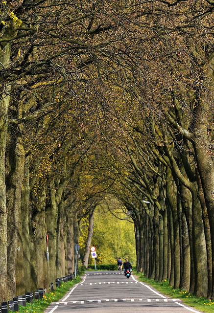 Allee in Holland