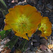 Cactus Flower (0795)