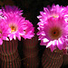 Cactus Flowers (5800)