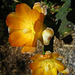 Cactus Flowers (5801)