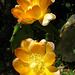 Cactus Flowers (5802)