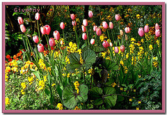 Giverny - Jardin de Monet