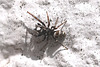 20100622 6018Mw [D~LIP] Zebra-Springspinne (Salticus scenicus), Bad Salzuflen