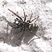 20100622 6018Mw [D~LIP] Zebra-Springspinne (Salticus scenicus), Bad Salzuflen