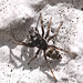 20100622 6015Mw [D~LIP] Zebra-Springspinne (Salticus scenicus), Bad Salzuflen
