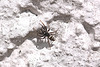 20100622 6016Mw [D~LIP] Zebra-Springspinne (Salticus scenicus), Bad Salzuflen