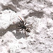 20100622 6016Mw [D~LIP] Zebra-Springspinne (Salticus scenicus), Bad Salzuflen