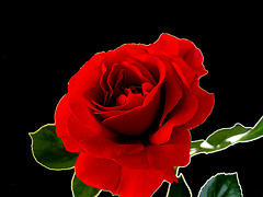 lass es rote Rosen regnen....