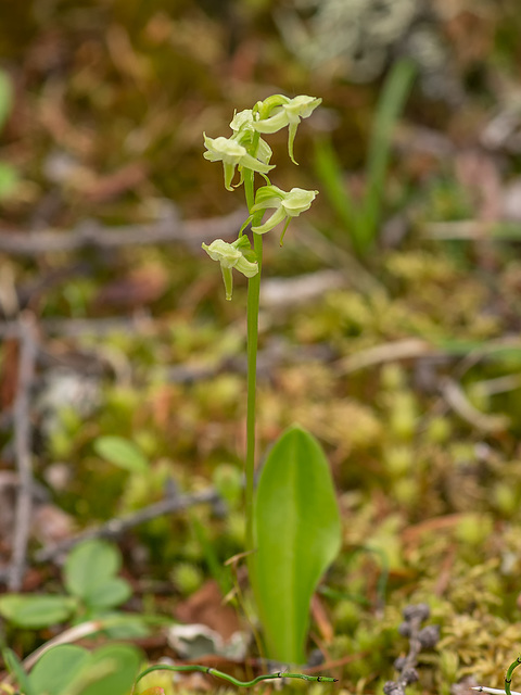 Platanthera obtusata (Blunt-leaf orchid)