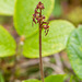 Neottia cordata (Heart-leaf Twayblade orchid)