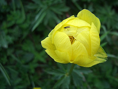 Alpentrollblume