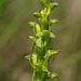 Platanthera aquilonis (Northern Green orchid)