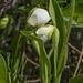 Cypripedium passerinum (Sparrow's-egg Lady's-slipper orchid) double-flowered stem