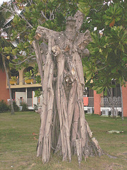 Arbre hétéroclite / Motley tree - Hotel Barlovento / Varadero, CUBA.  9 Février 2010