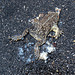 Frog Roadkill in Kansas City (0817)