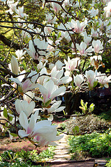 magnolio floranta super pado