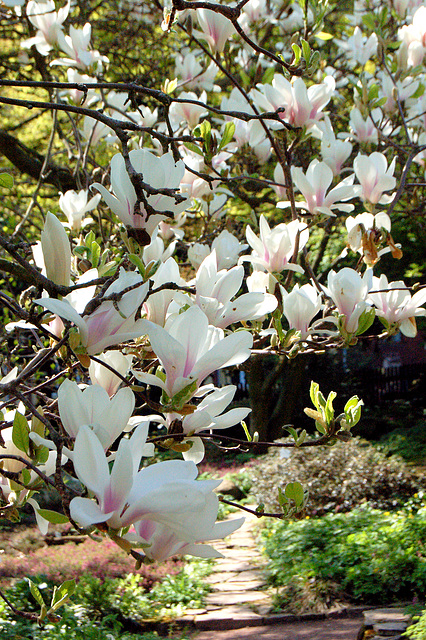magnolio floranta super pado