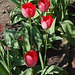 tulipoj