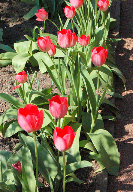 tulipoj