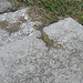 Minuscules lézards cubains /  Minuscule cuban lizards - Varadero, CUBA.  3 février 2010