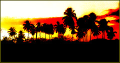 Coconut Palms at Dusk