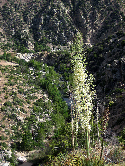Flowering Nolina Overlooking Deep Creek and Hot Springs (0802)