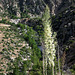 Flowering Nolina Overlooking Deep Creek and Hot Springs (0802)