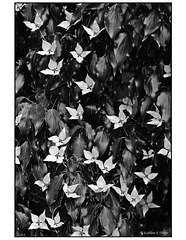 Nanoose Bay flowers in black and white