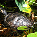Turtle in MWD Fountain (2090)