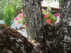 A-dos-Ruivos, olive tree (1)