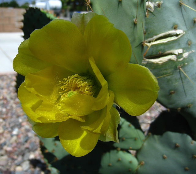 Cactus Flower - First Bloom (5775)