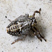 20100509 3148Mw [D~LIP] Echte Käferzikade (Issus coleoptratus), Larve, Bad Salzuflen