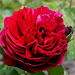 O my Love's like a red, red rose....