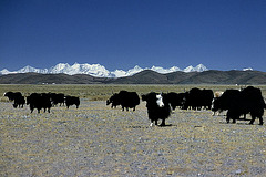 Yak herd and the Himalaya mountain range