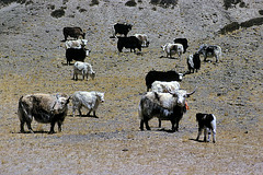 Yak herd browse at a hill foot