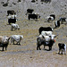 Yak herd browse at a hill foot
