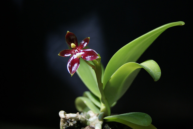 Phalaenopsis cornu-cervi fma. chattaladae
