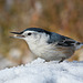 Yet another Nuthatch
