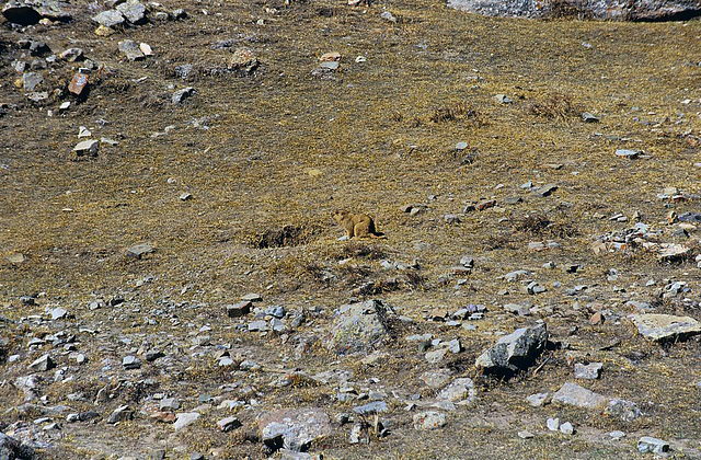 Yellow-bellied marmot on the trekking way