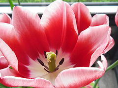 Tulipan / Tulipo