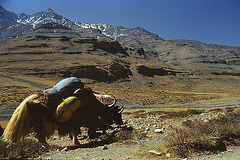 Yaks carrying the pilgrims goods