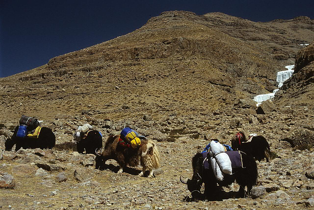 Yaks resting at the hill side near the Zutulpuk Monastery