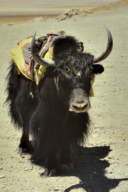 Lonely Yak gets posting for a photo shoot