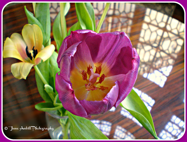 Tulips in Rushton Hall